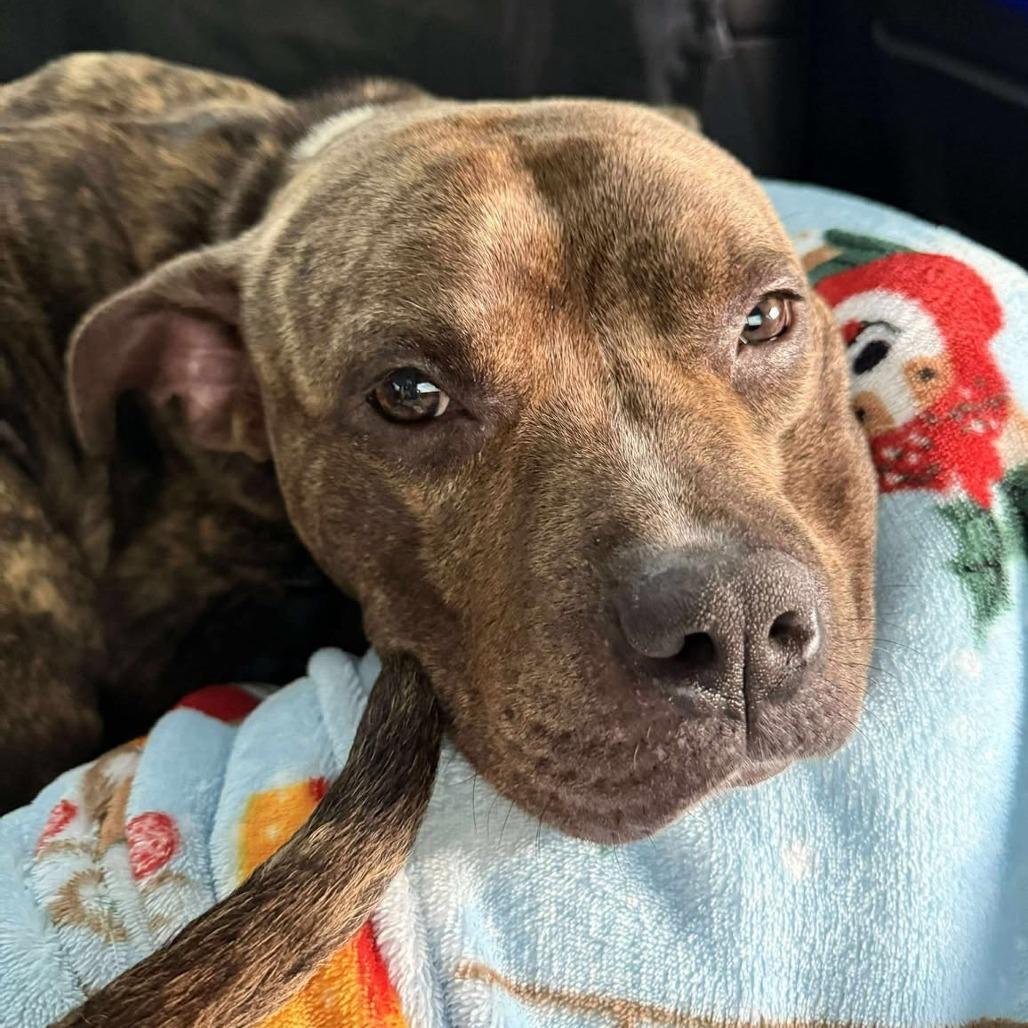 Enlarge Potato Chip, a Adoptable Pit Bull Terrier in Tampa, FL image 2/6