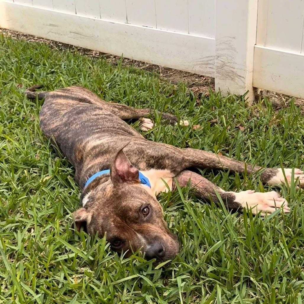 Enlarge Potato Chip, a Adoptable Pit Bull Terrier in Tampa, FL image 3/6