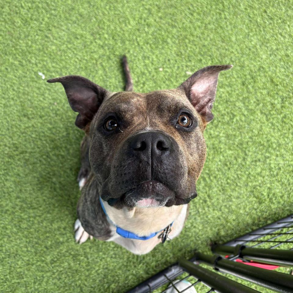 Enlarge Potato Chip, a Adoptable Pit Bull Terrier in Tampa, FL image 4/6