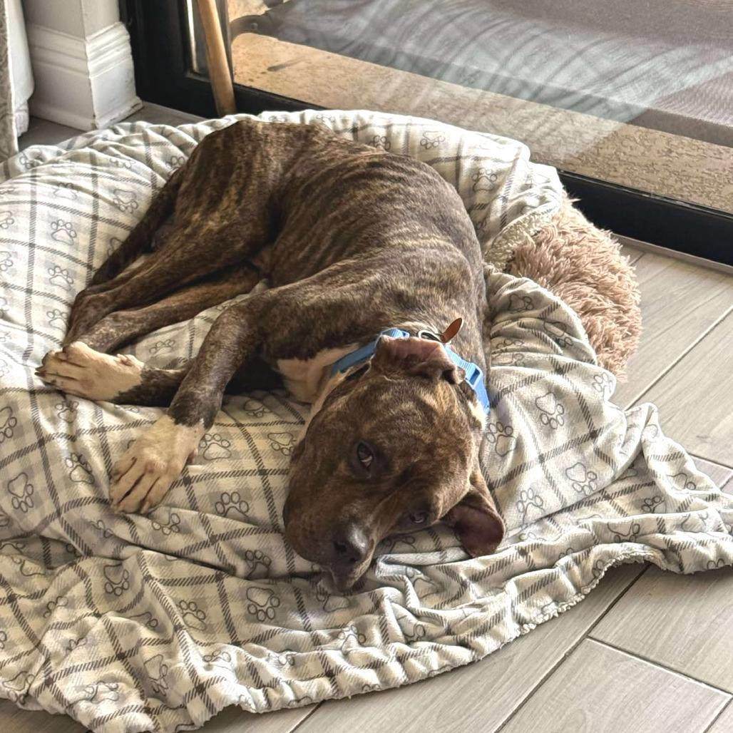 Enlarge Potato Chip, a Adoptable Pit Bull Terrier in Tampa, FL image 5/6