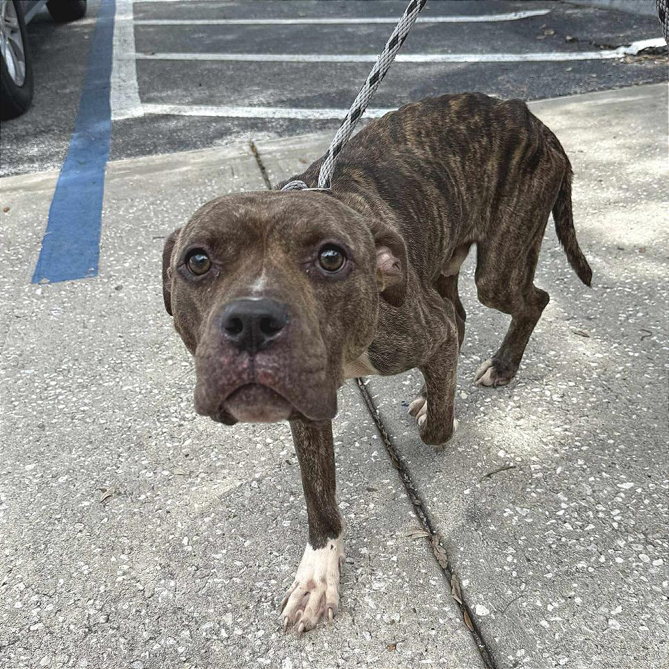 Enlarge Potato Chip, a Adoptable Pit Bull Terrier in Tampa, FL image 6/6