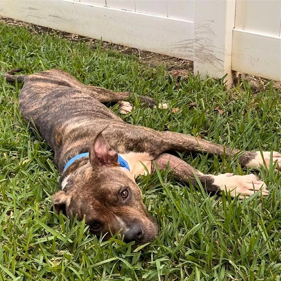 Potato Chip, a Adoptable Pit Bull Terrier in Tampa, FL image 6/6