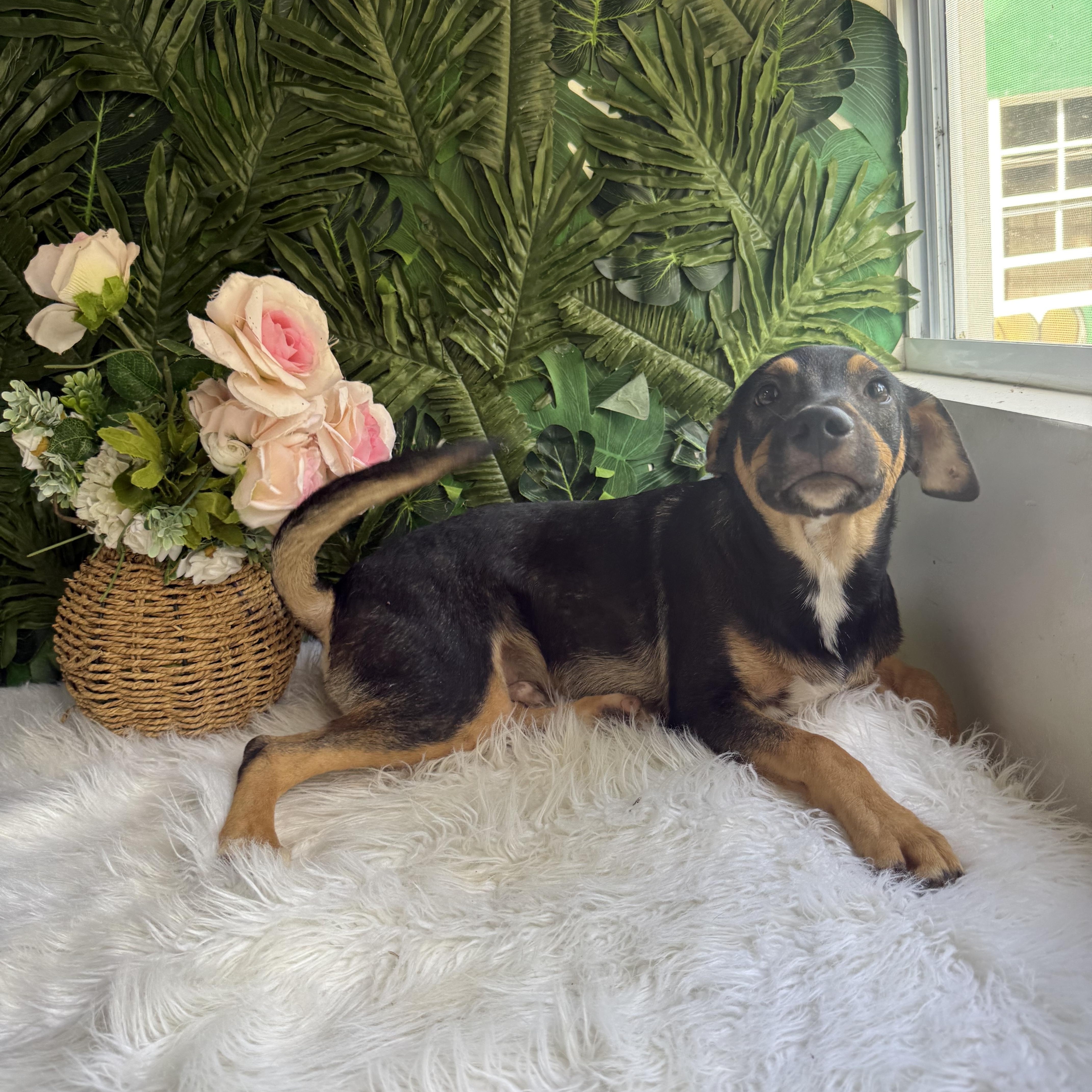 Picasso , an adopted mixed breed in Riverview, NB image 3/3