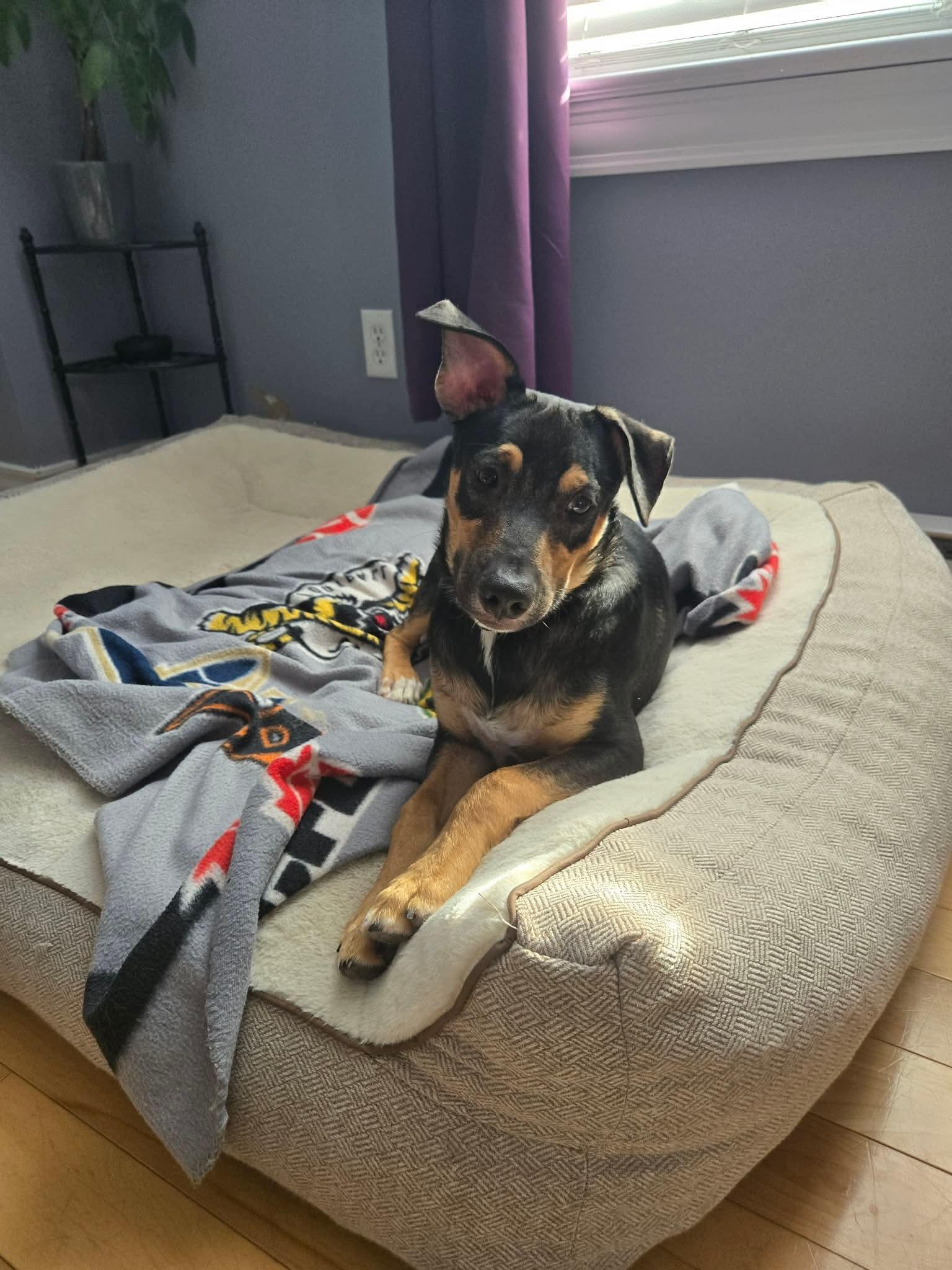 Picasso , an adopted mixed breed in Riverview, NB image 2/3