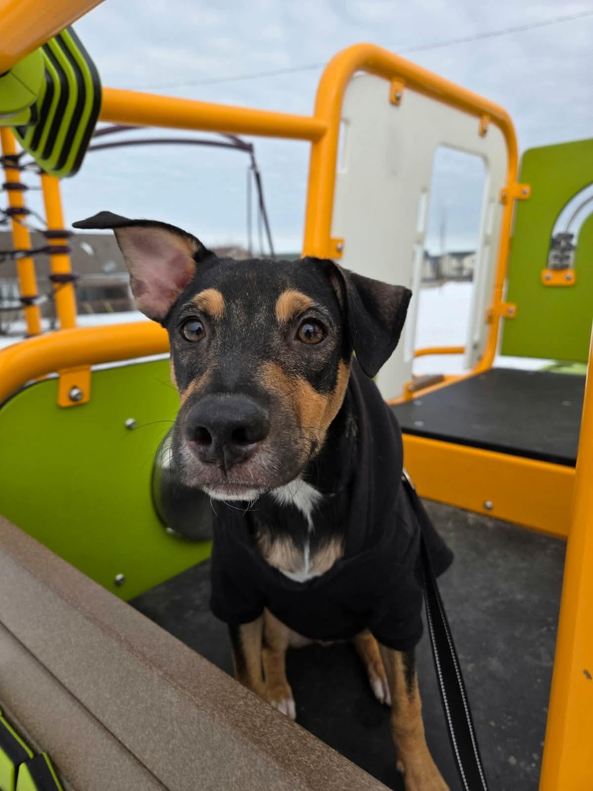 Picasso , adopted, Puppy Male Mixed Breed.