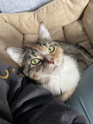 Enlarge Zoe, an adopted Domestic Short Hair in Cranbrook, BC image 2/3