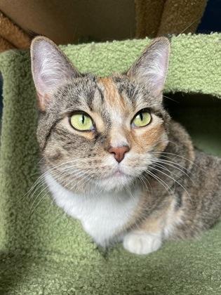 Zoe, adopted, Adult Female Domestic Short Hair.