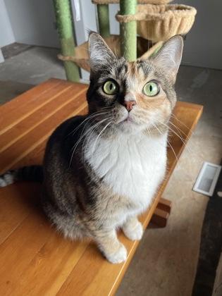 Enlarge Zoe, an adopted Domestic Short Hair in Cranbrook, BC image 3/3