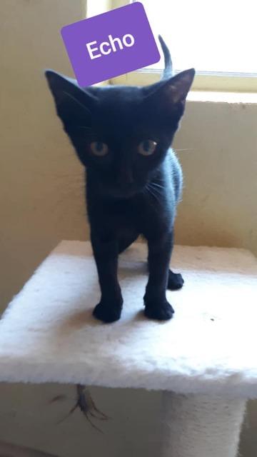 ECHO, Adopted, Adult Female Domestic Short Hair.