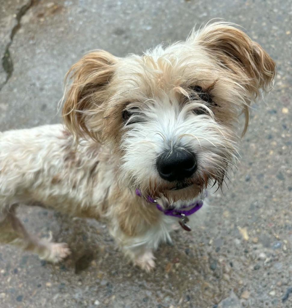 Enlarge Bandit, a Adoptable mixed breed in Warren, MI image 1/2