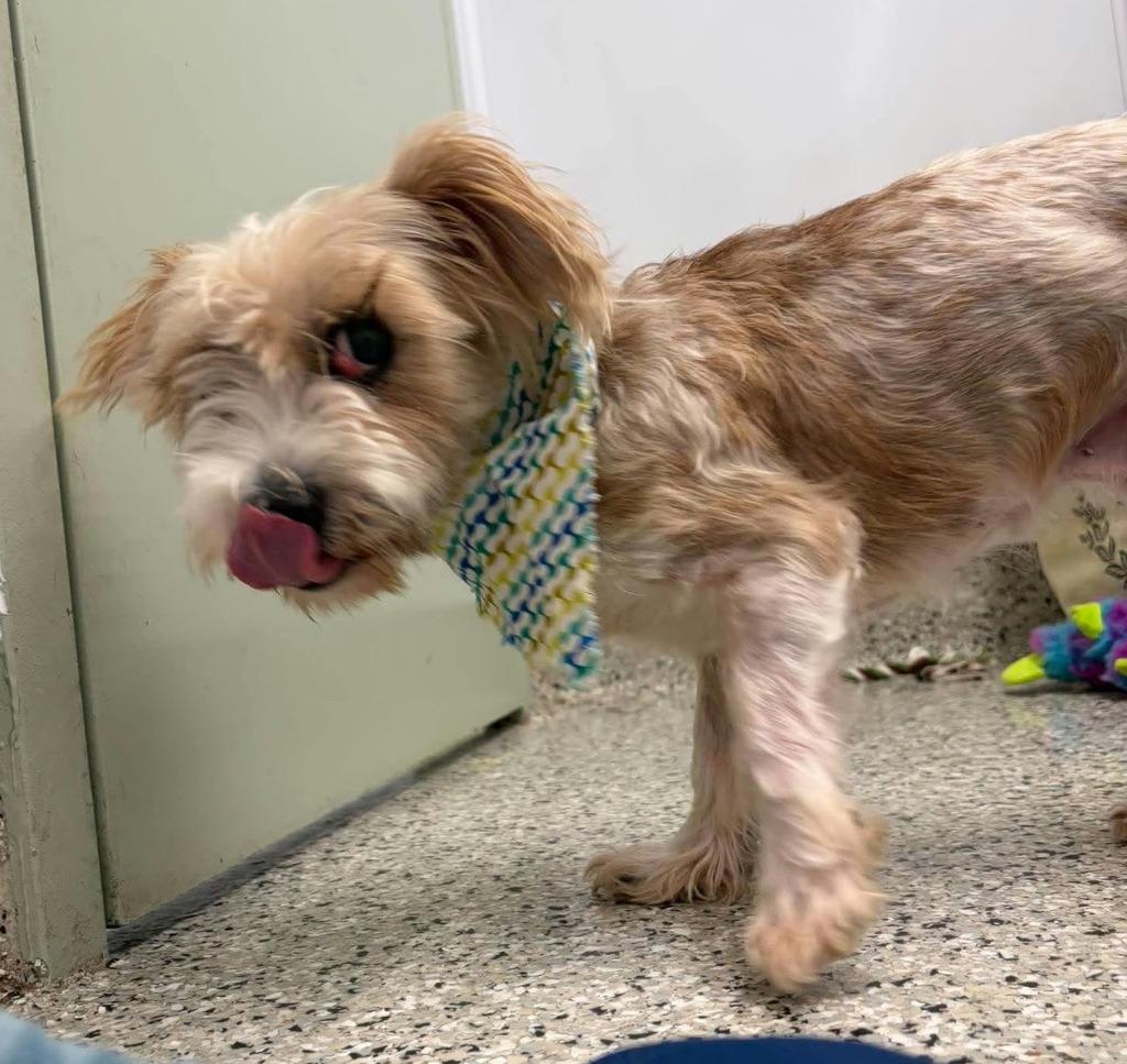 Enlarge Bandit, a Adoptable mixed breed in Warren, MI image 2/2