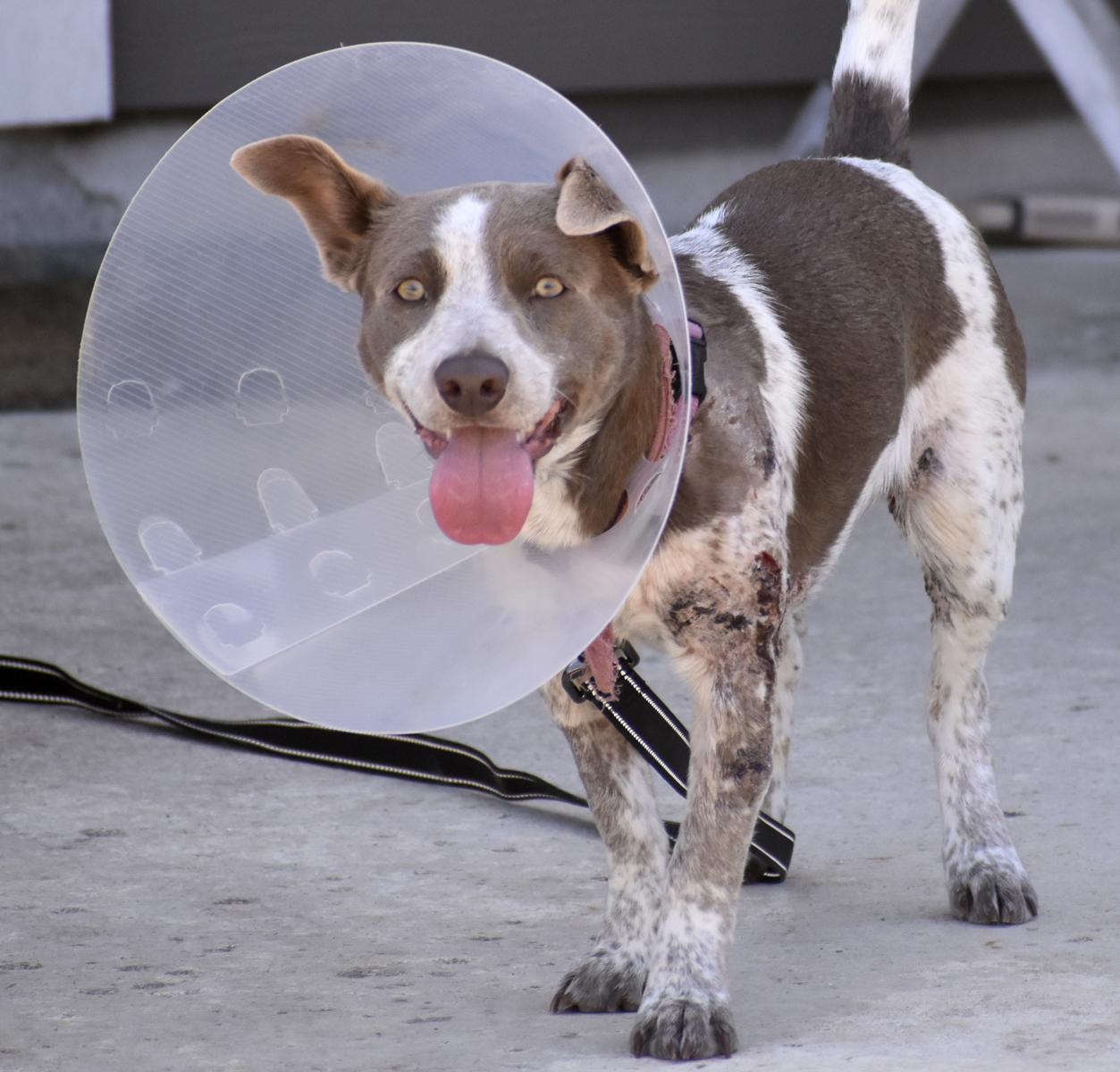 Templeton, an adopted mixed breed in Georgetown, TX image 4/4