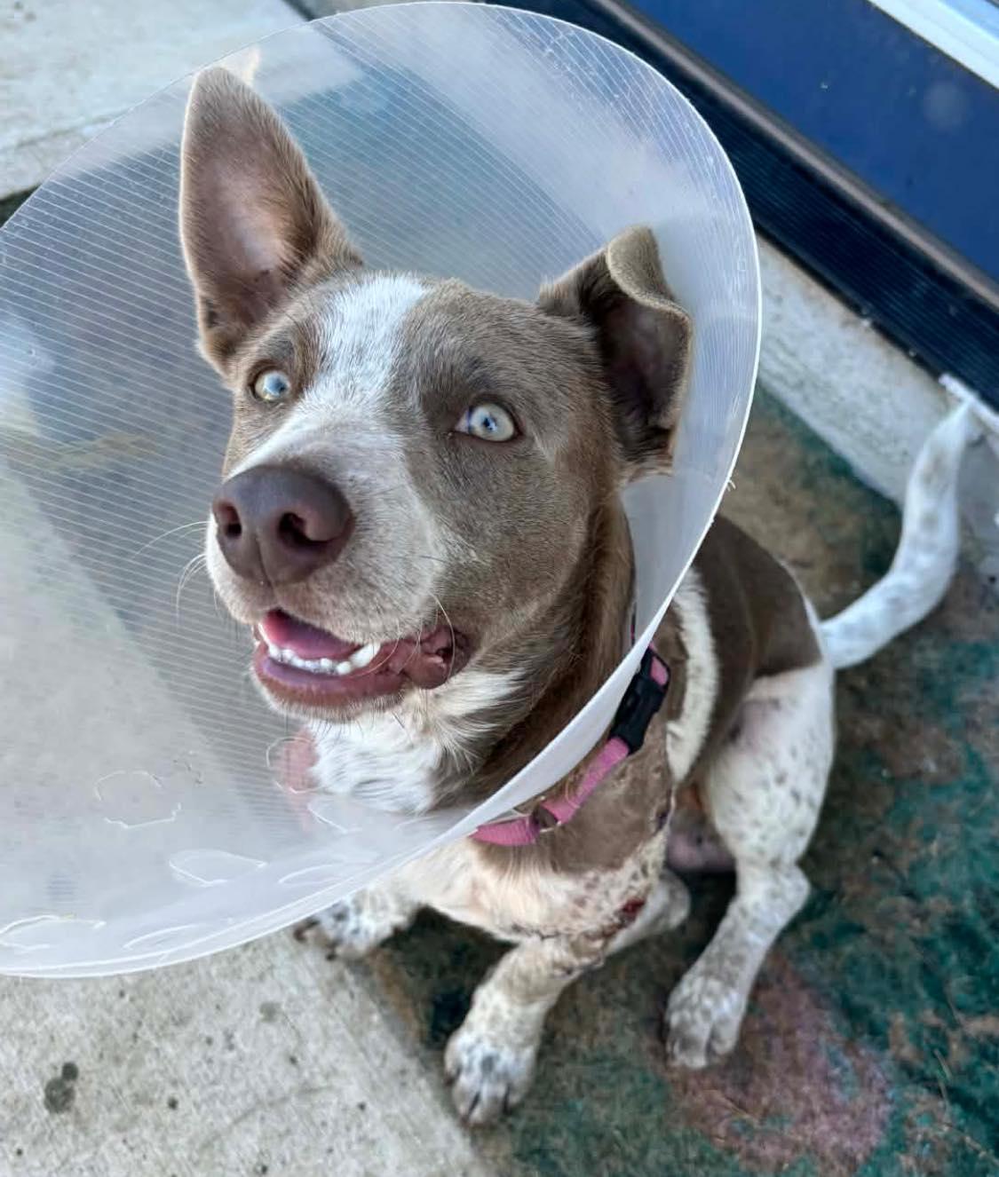 Templeton, an adopted mixed breed in Georgetown, TX image 1/4