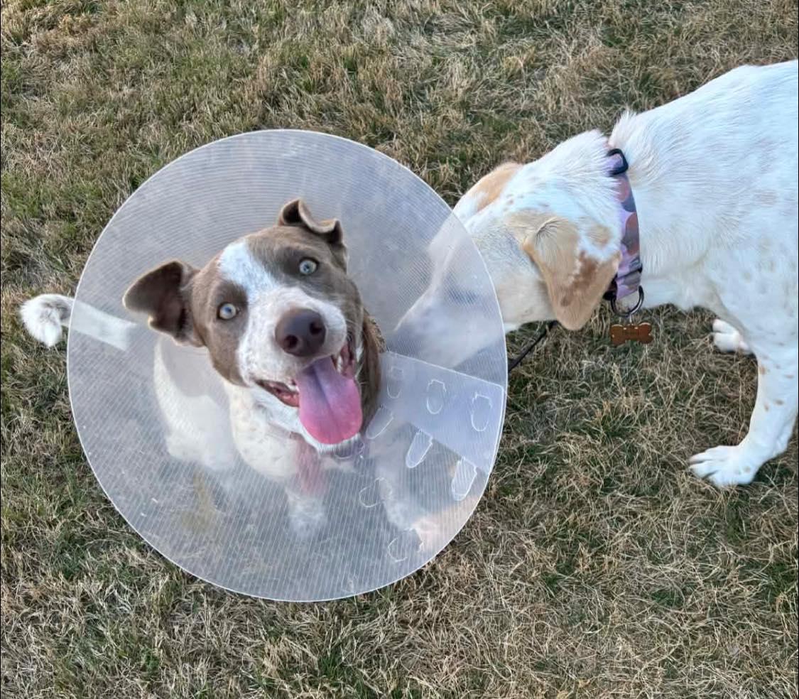 Templeton, an adopted mixed breed in Georgetown, TX image 2/4