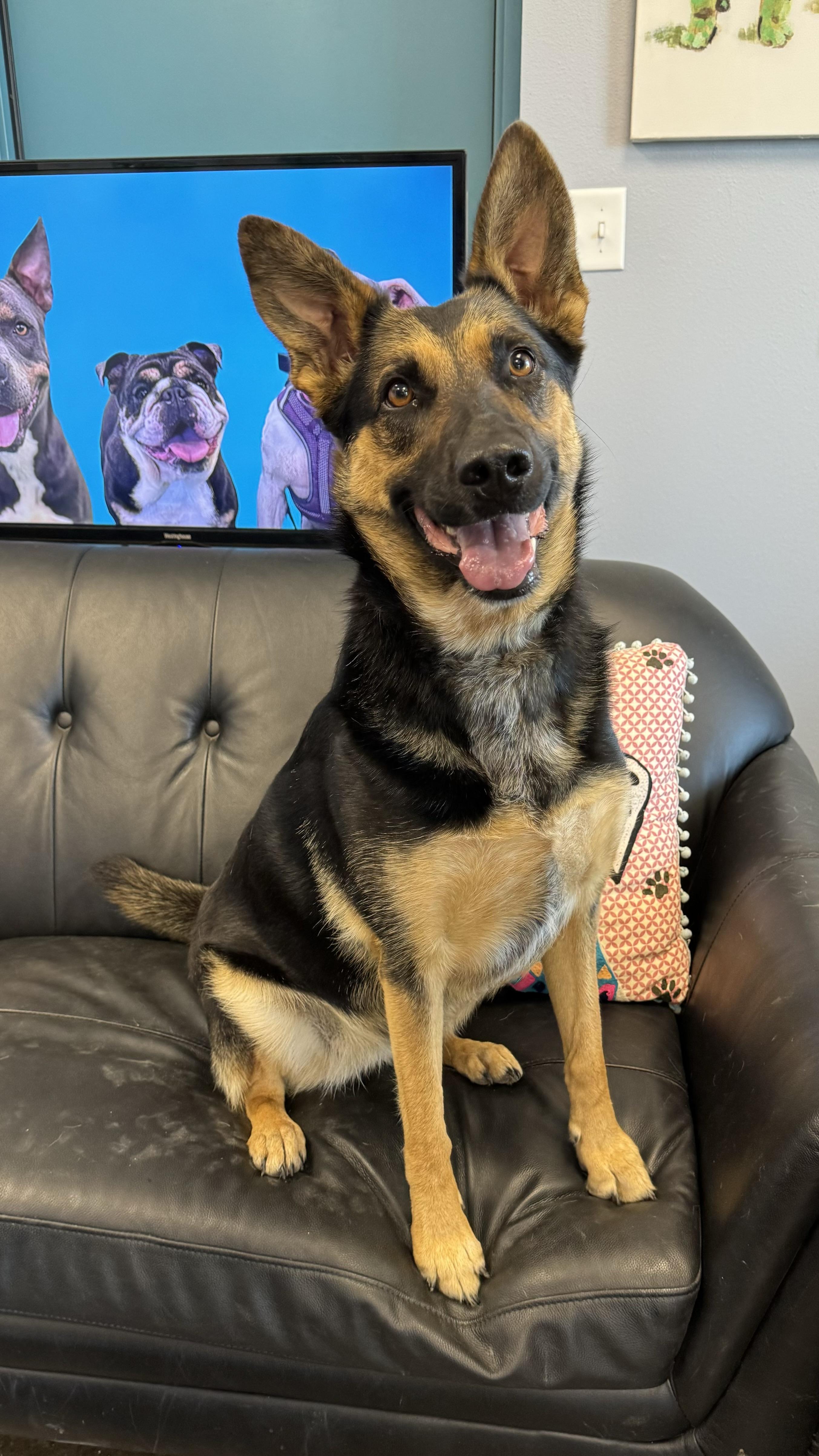 Enlarge JoJo / Sparta, a Adopted mixed breed in San Angelo , TX image 2/3