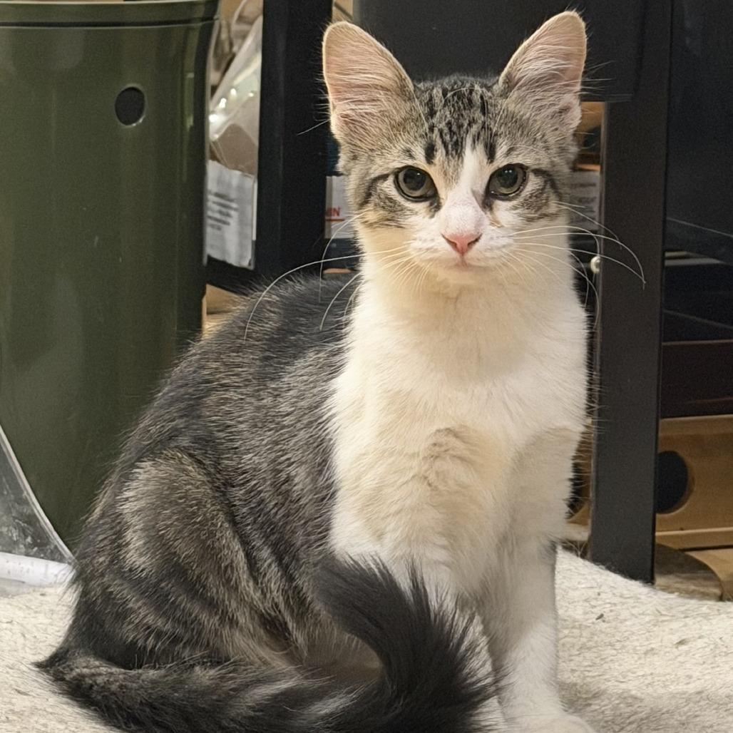 Blizzard — thumbnail 2