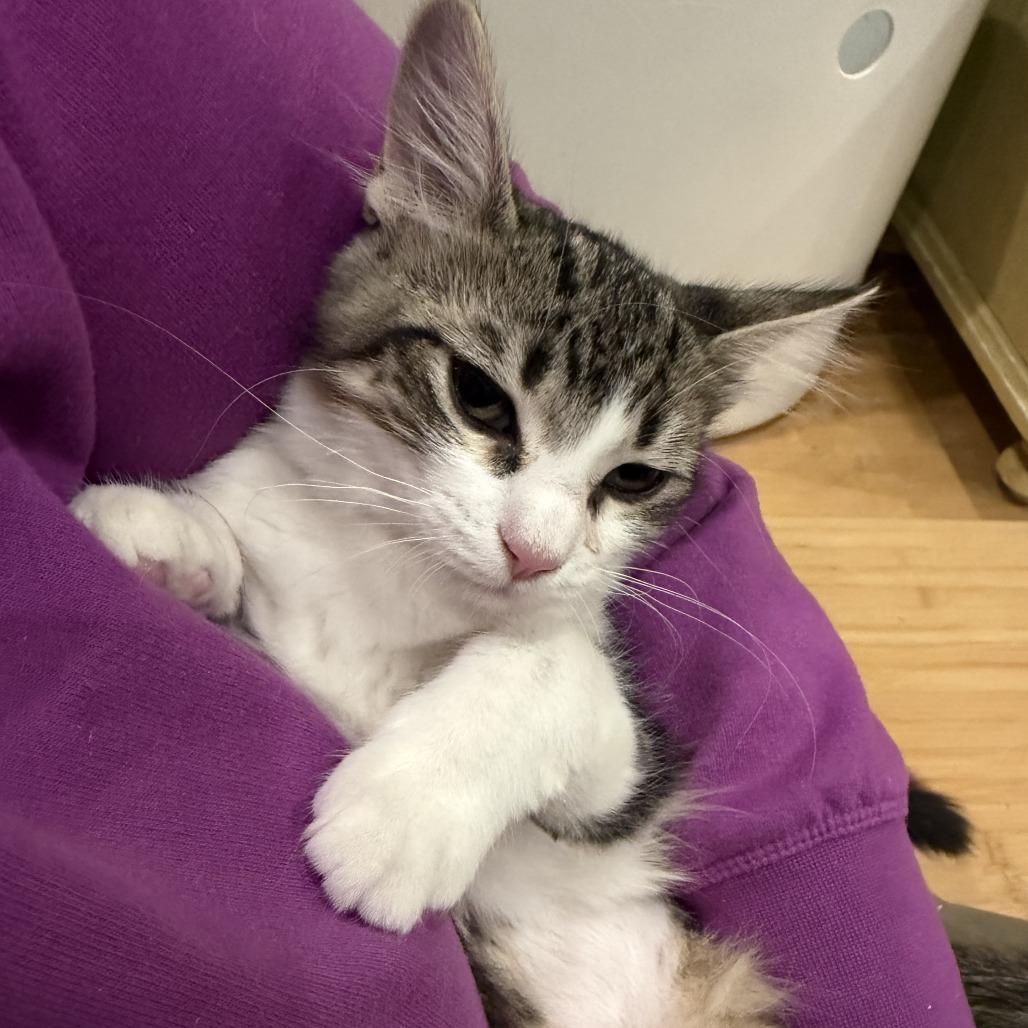 Blizzard — thumbnail 3