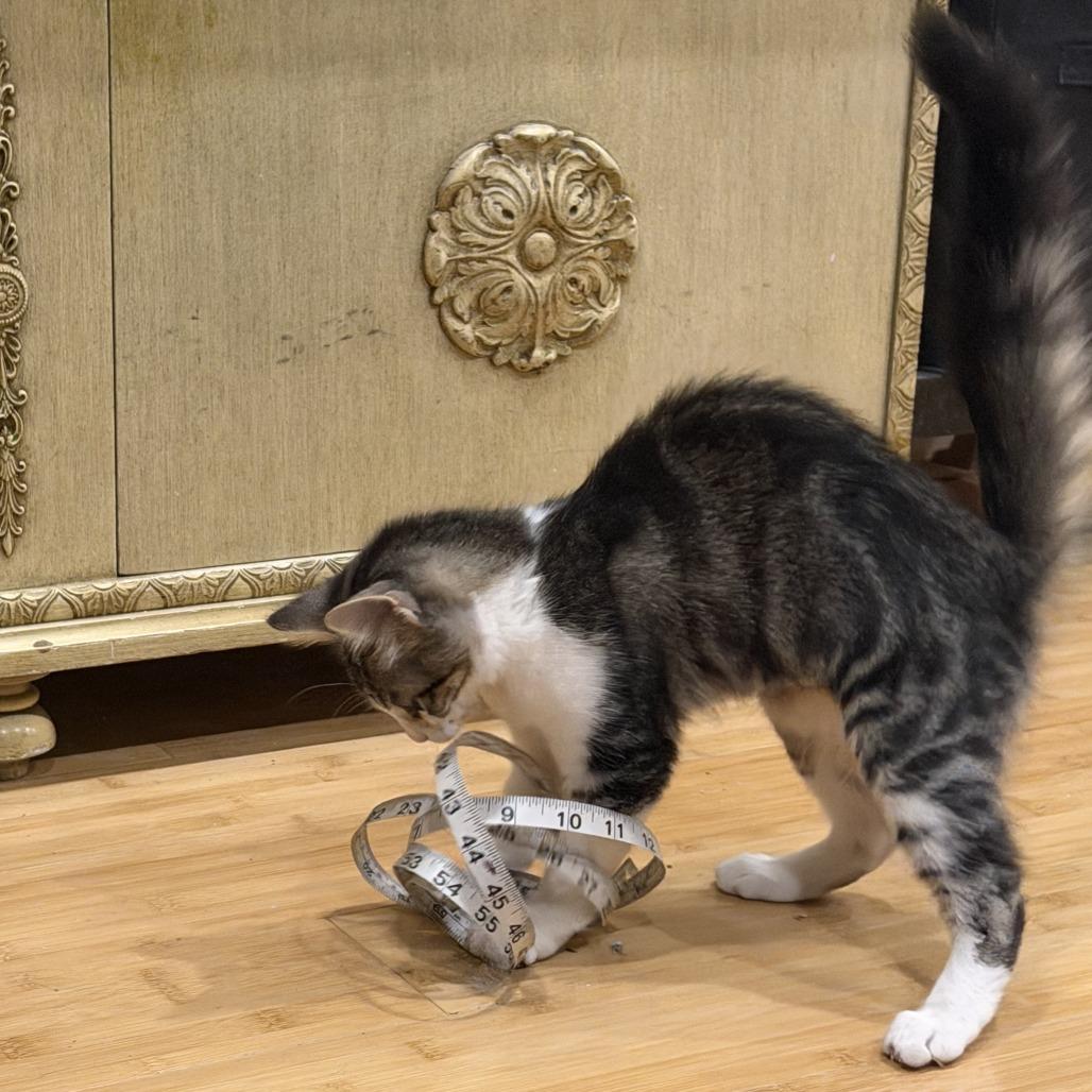 Blizzard — thumbnail 4