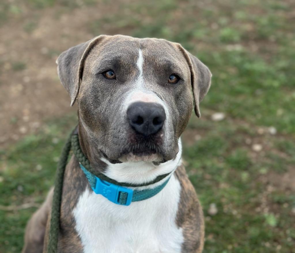 Sinatra, Adoptable, Adult Male Pit Bull Terrier.