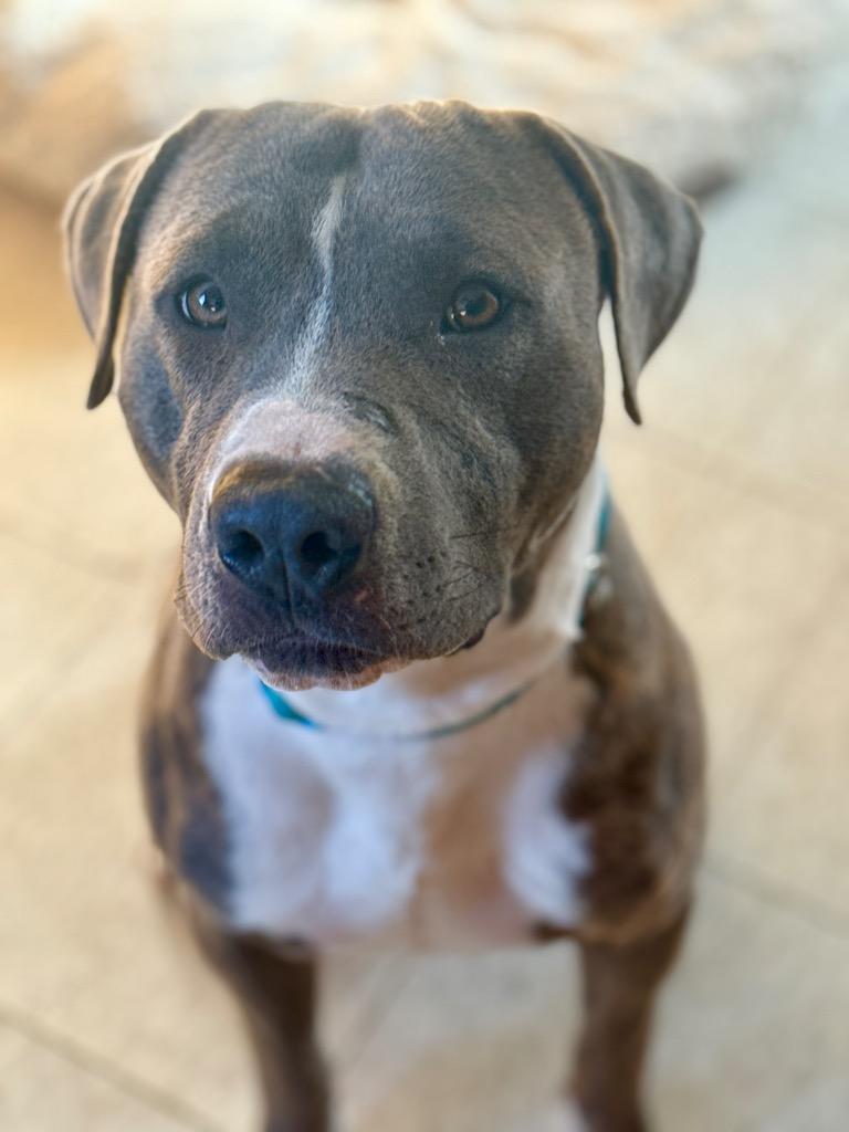 Enlarge Sinatra, a Adoptable Pit Bull Terrier in Tehachapi, CA image 2/2