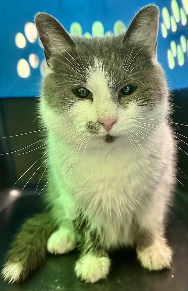 Enlarge Martha Mae, a Adoptable Domestic Short Hair in Albany, WI image 1/1