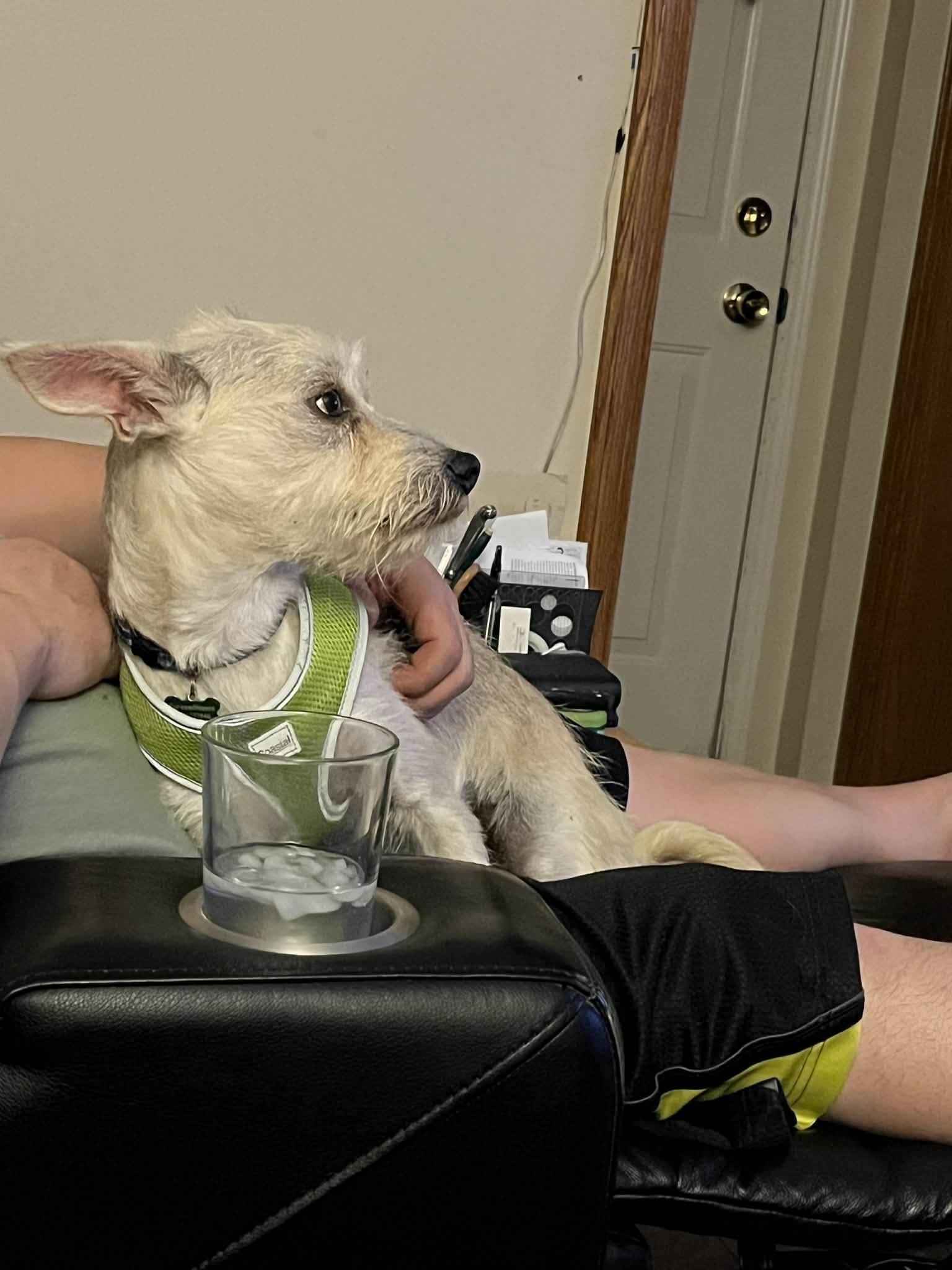 Marce, Adoptable, Adult Female Terrier.