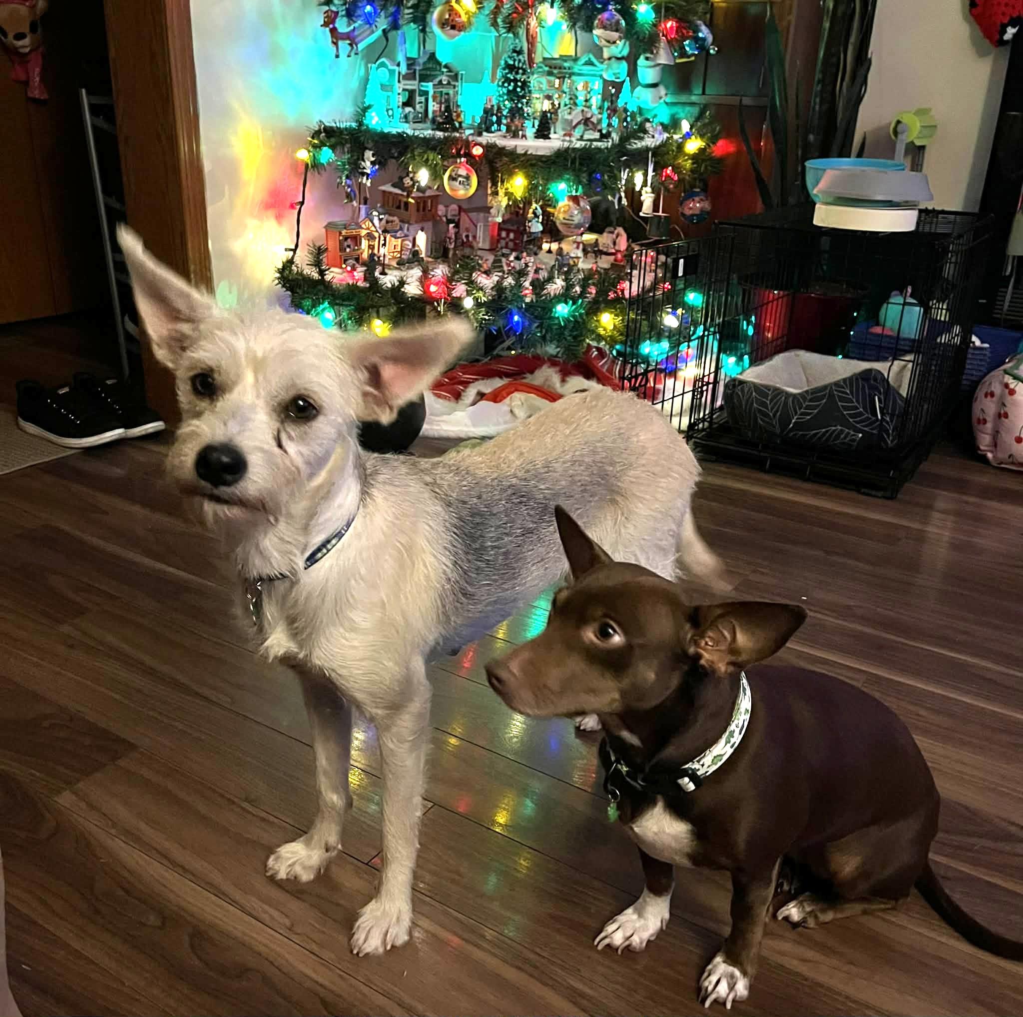 Marce, a Adoptable mixed breed in Calgary, AB image 2/6