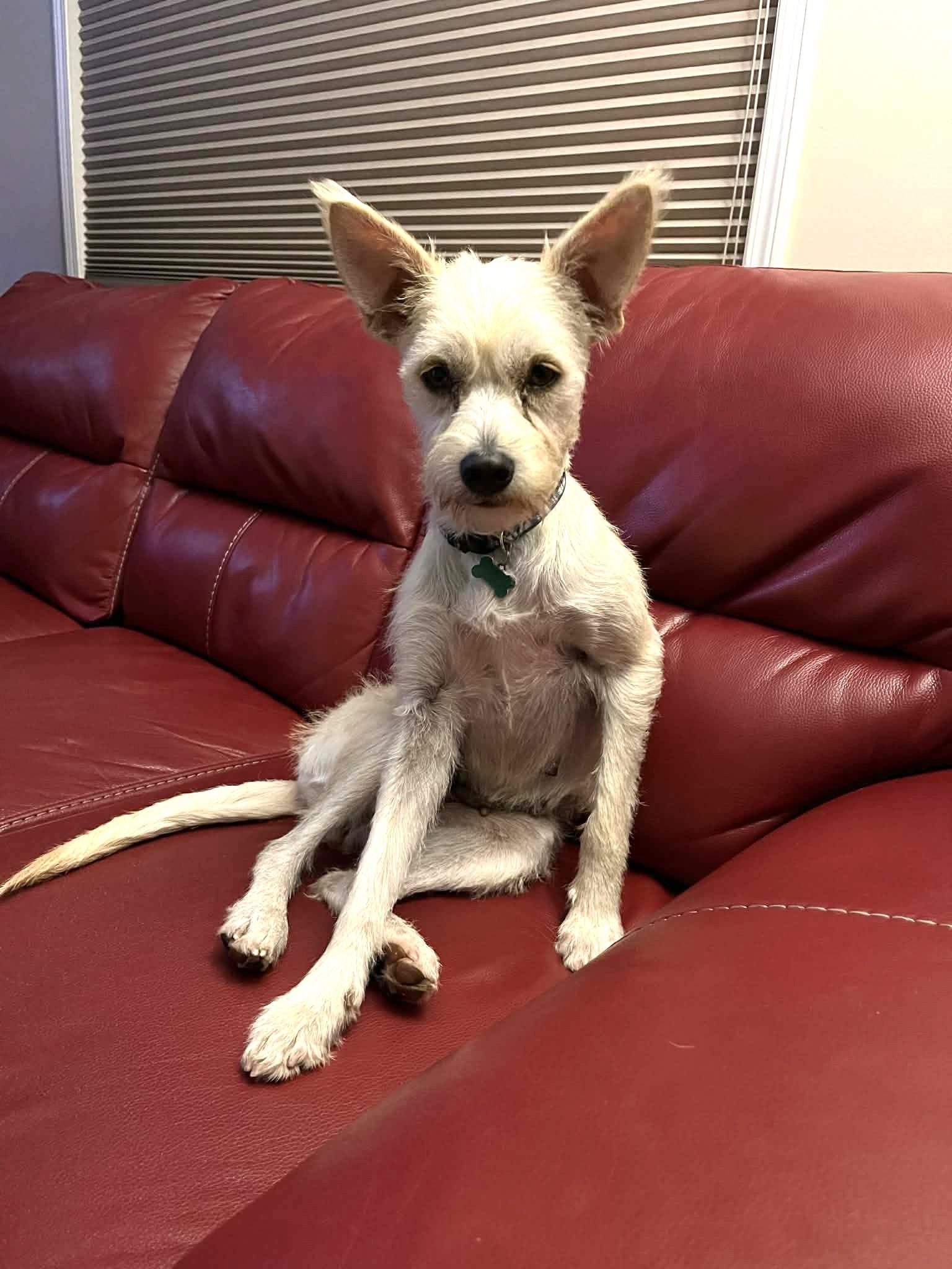 Marce, a Adoptable mixed breed in Calgary, AB image 3/6