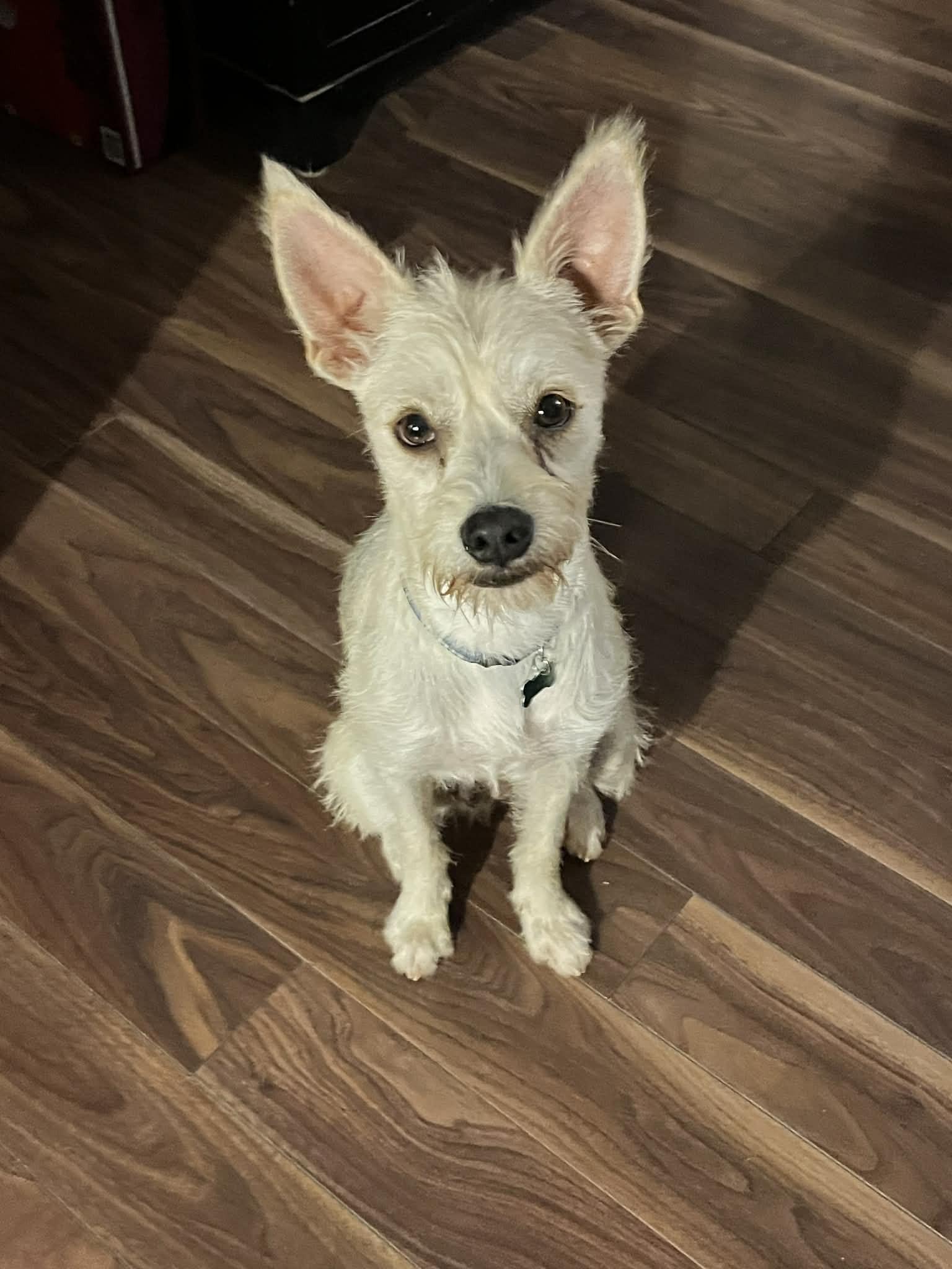 Marce, a Adoptable mixed breed in Calgary, AB image 4/6