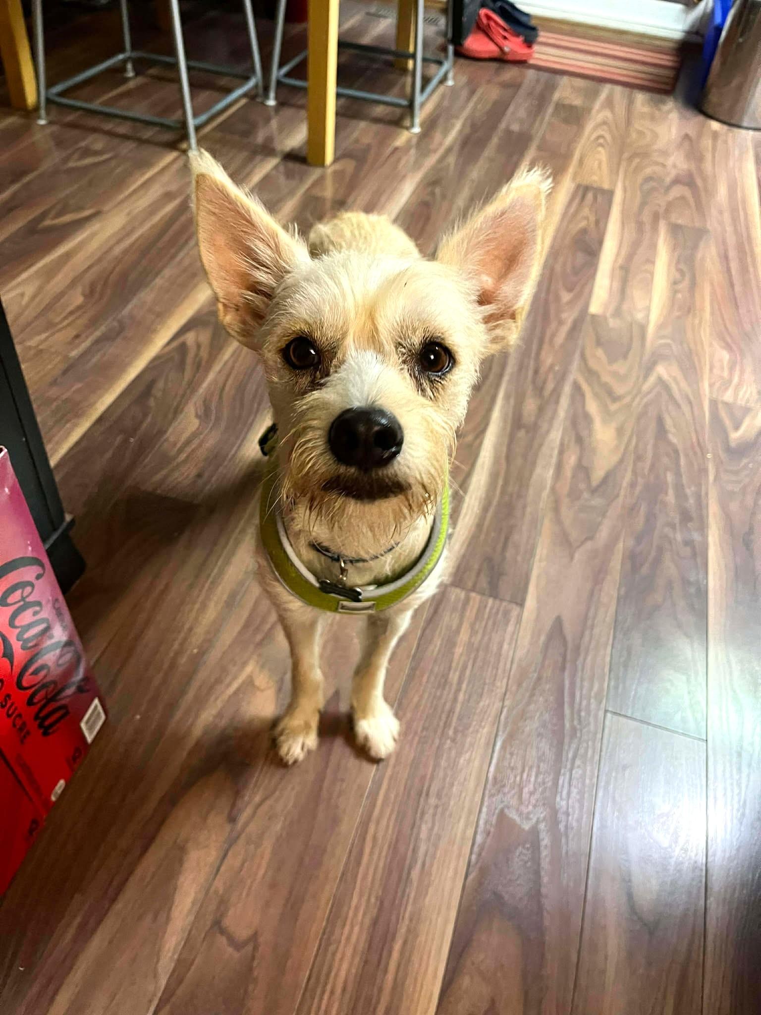 Marce, a Adoptable mixed breed in Calgary, AB image 5/6