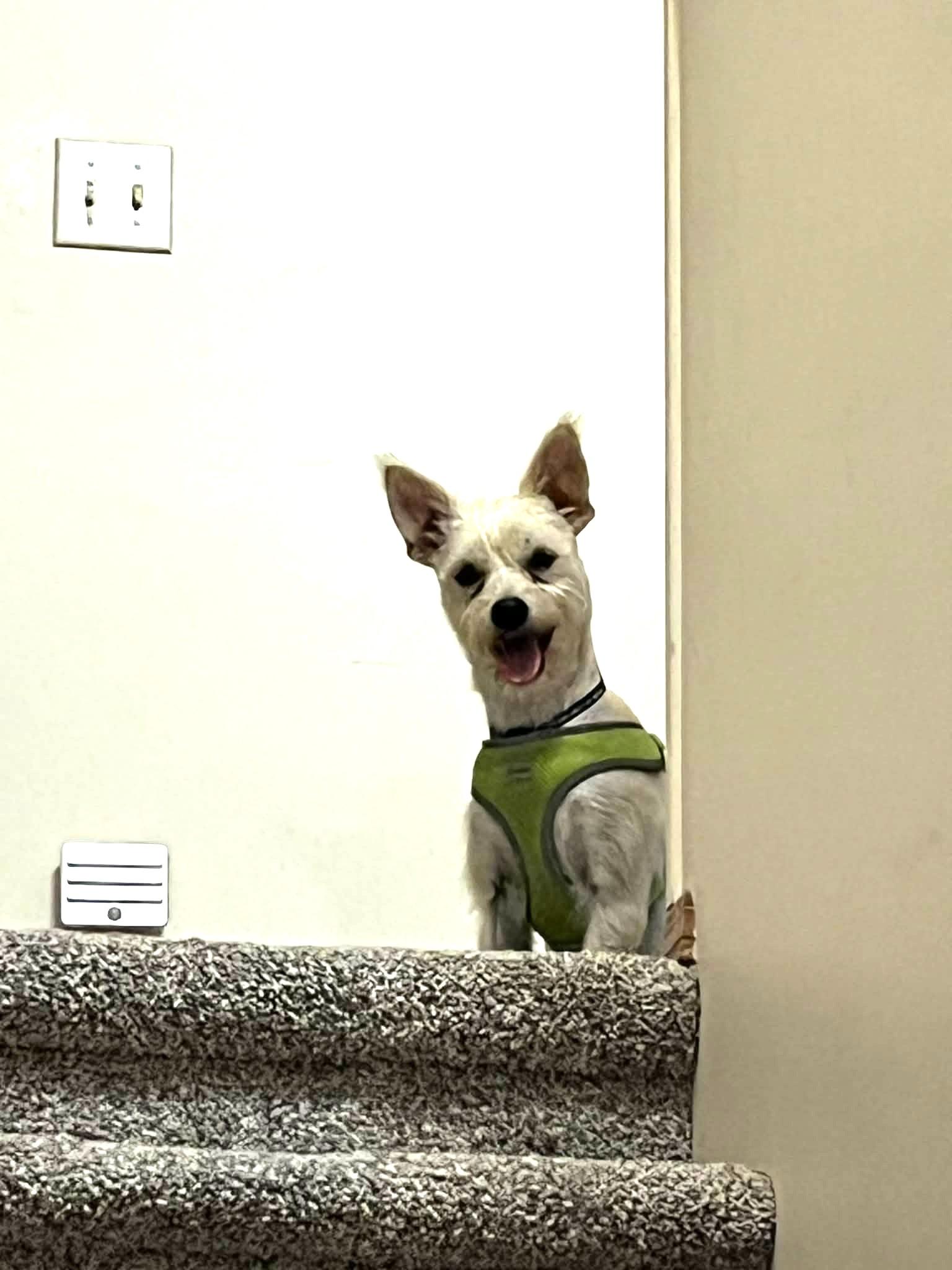 Marce, a Adoptable mixed breed in Calgary, AB image 6/6