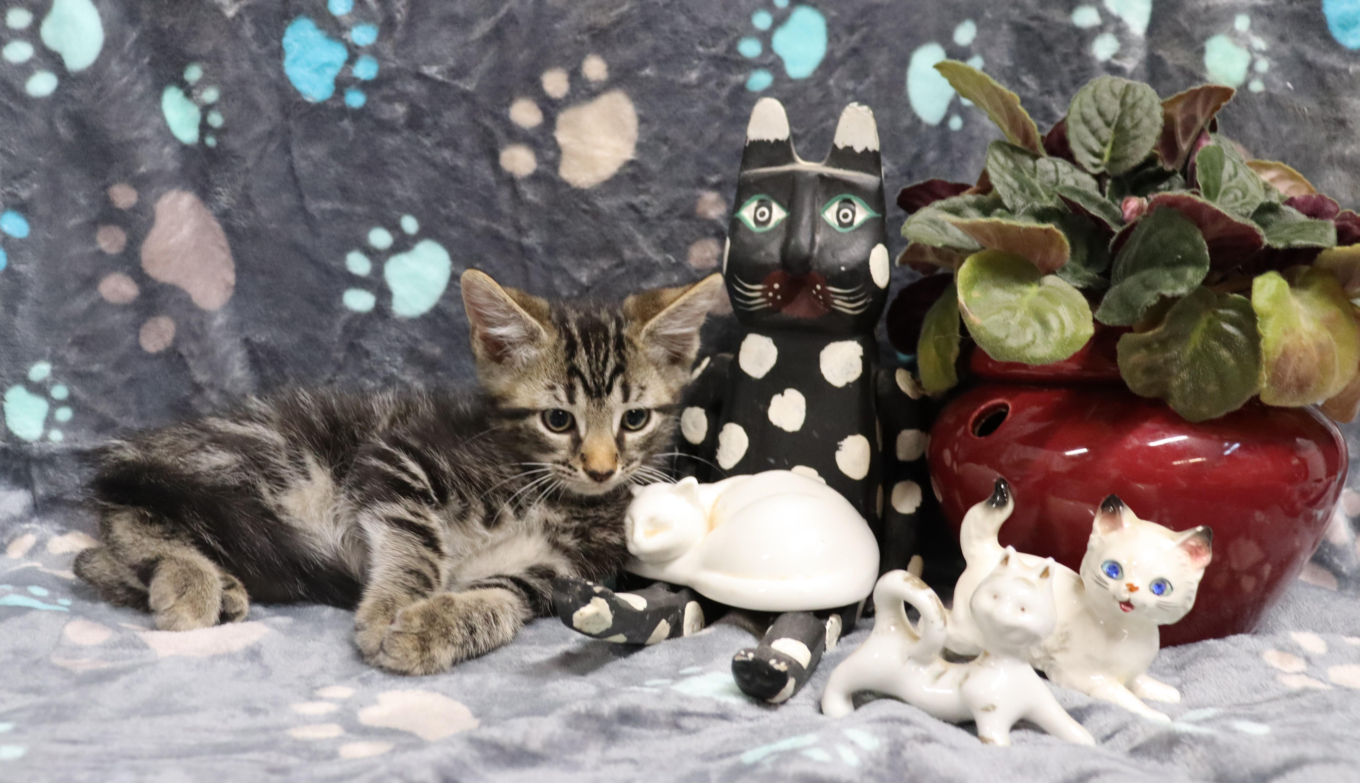 Enlarge Moe, a Adoptable Tiger in Nashville , TN image 3/5