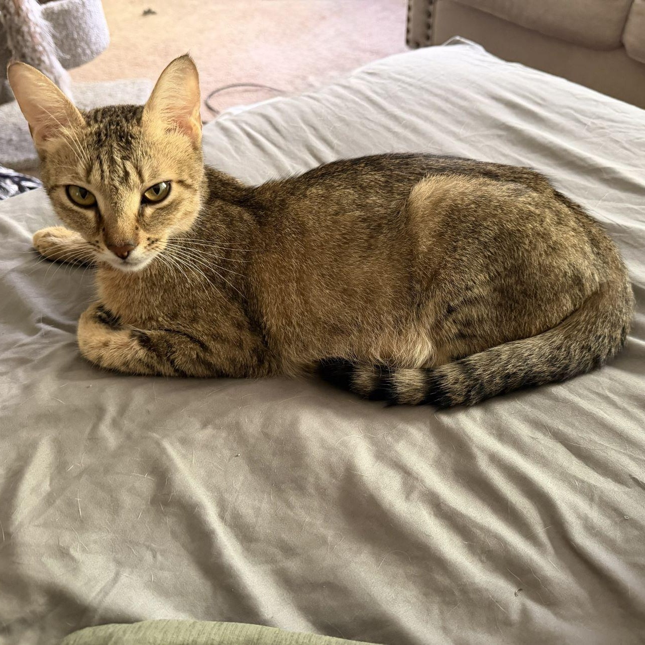 Sierra, Adoptable, Adult Female Tiger.
