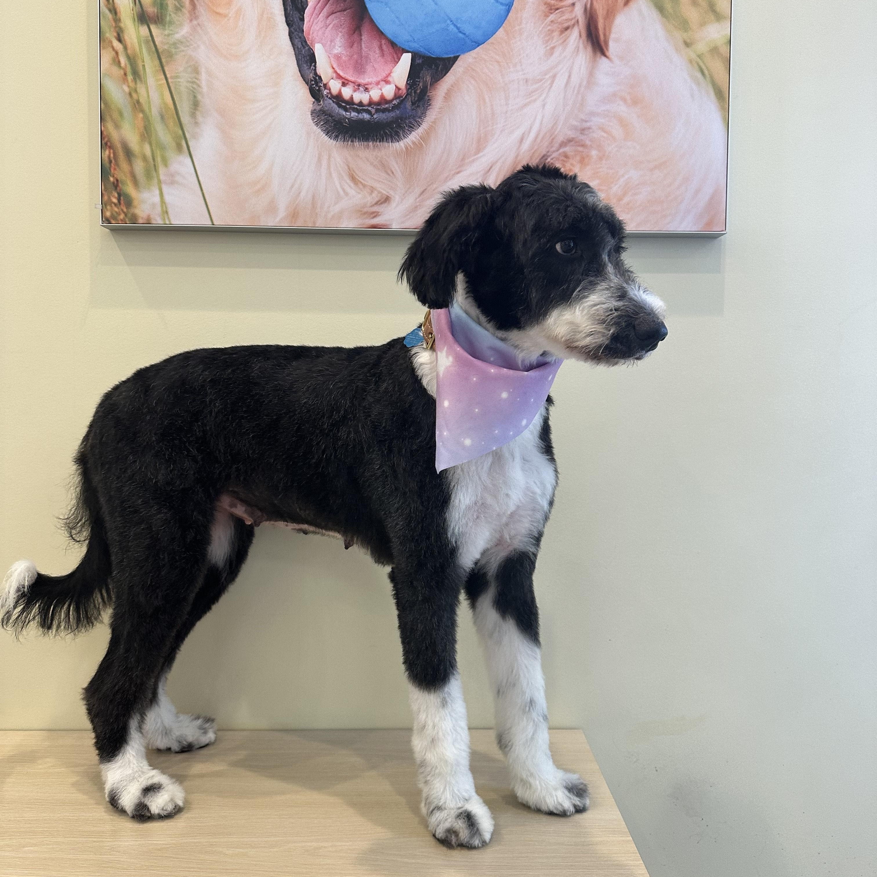 Gracie Mae, an adopted mixed breed in Statesboro, GA image 2/2