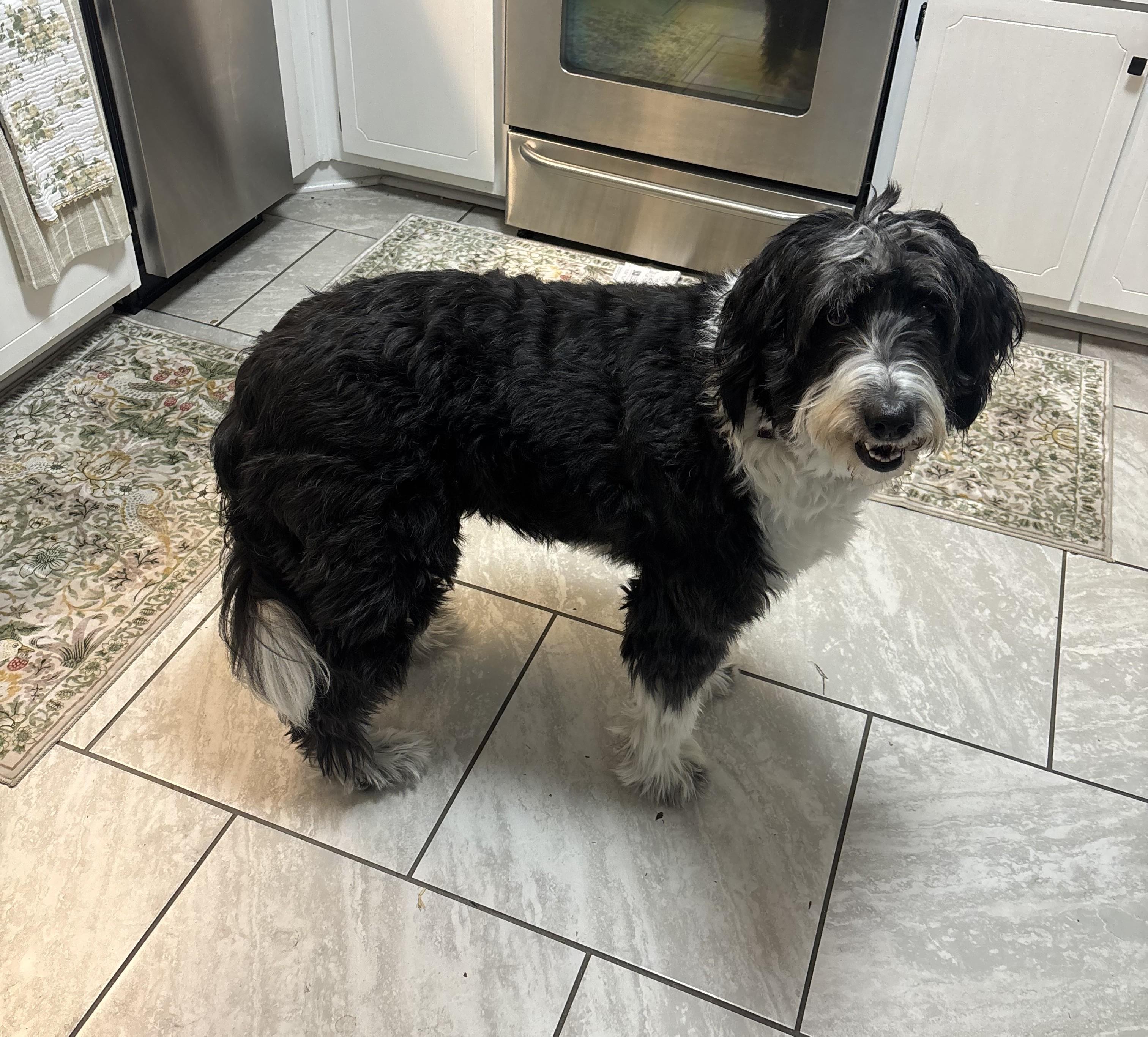 Gracie Mae, adopted, Adult Female Mixed Breed & Poodle.