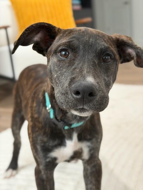Opal, Adoptable, Young Female Mixed Breed.