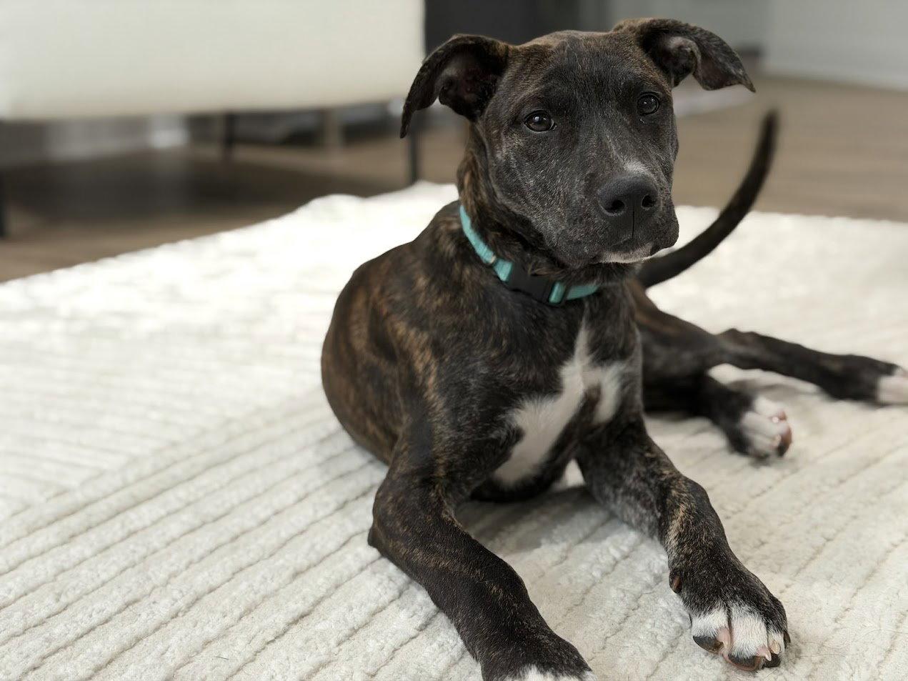 Opal, a Adoptable Mixed Breed in Tarrytown, GA image 2/3