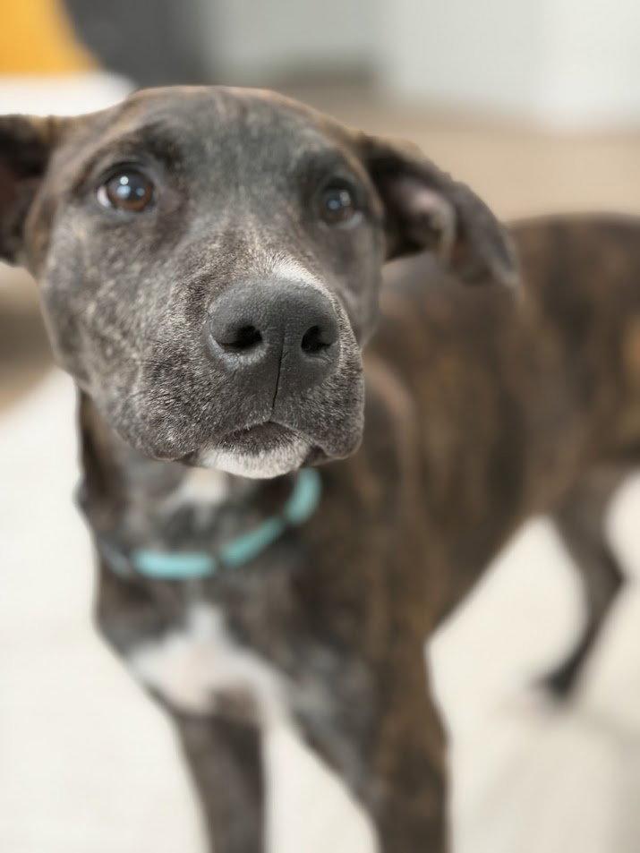 Opal, a Adoptable Mixed Breed in Tarrytown, GA image 3/3