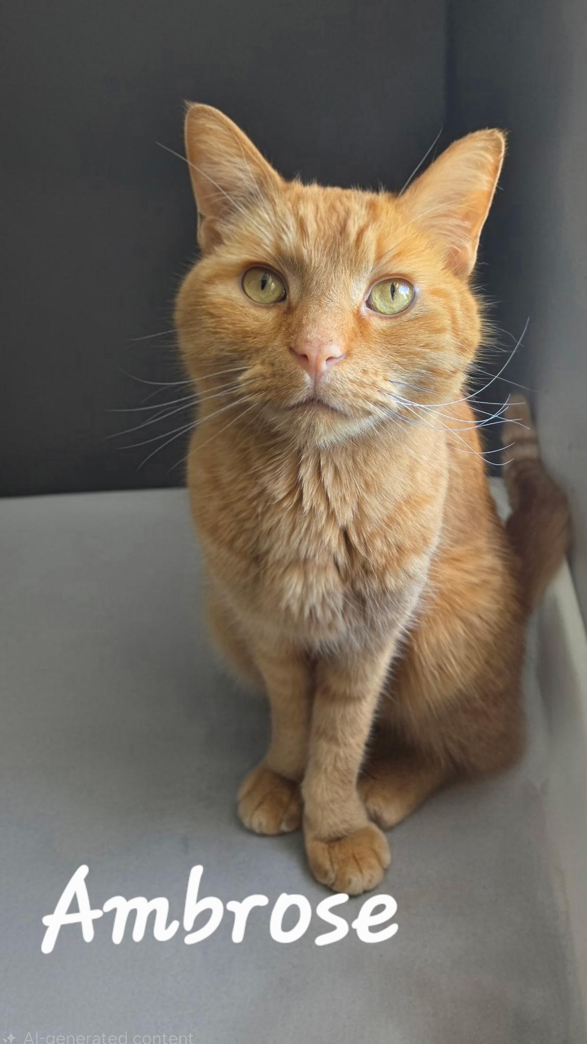 Ambrose , ADOPTABLE, Adult Male Domestic Short Hair.
