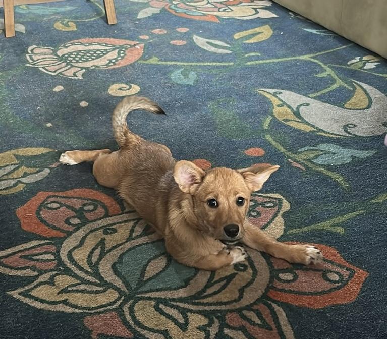 Murphy, an adopted mixed breed in Baltimore, MD image 4/5