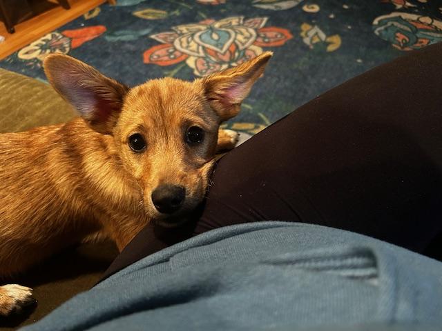 Murphy, an adopted mixed breed in Baltimore, MD image 1/5