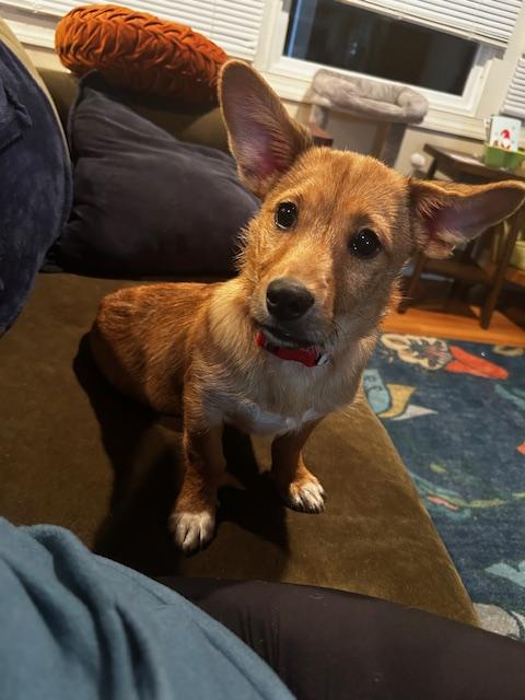 Murphy, an adopted mixed breed in Baltimore, MD image 3/5