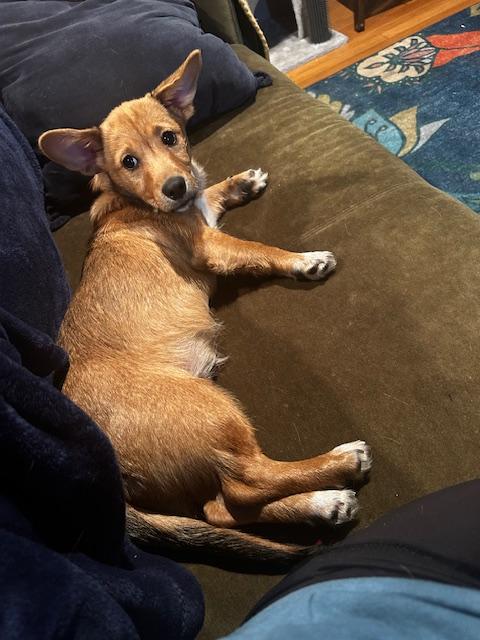 Murphy, an adopted mixed breed in Baltimore, MD image 5/5