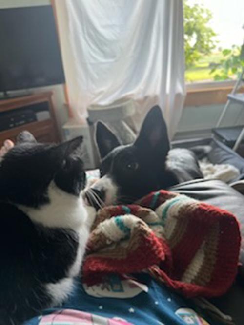 Enlarge Tallis, a Adopted mixed breed in Eagle, MI image 3/6