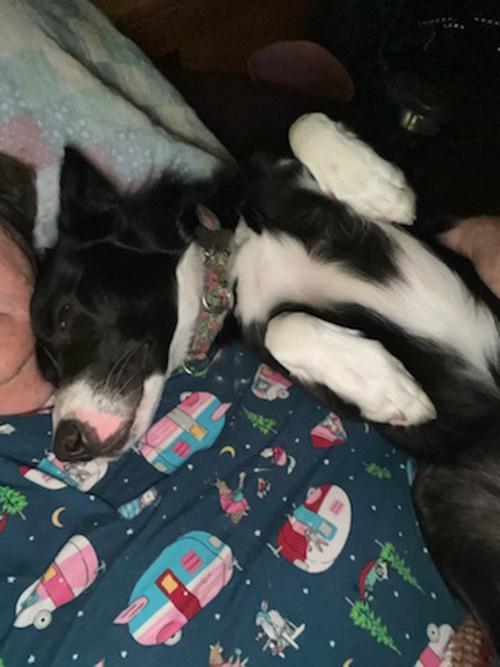 Enlarge Tallis, a Adopted mixed breed in Eagle, MI image 6/6