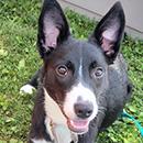 Tallis, Adopted, Young Female Border Collie.