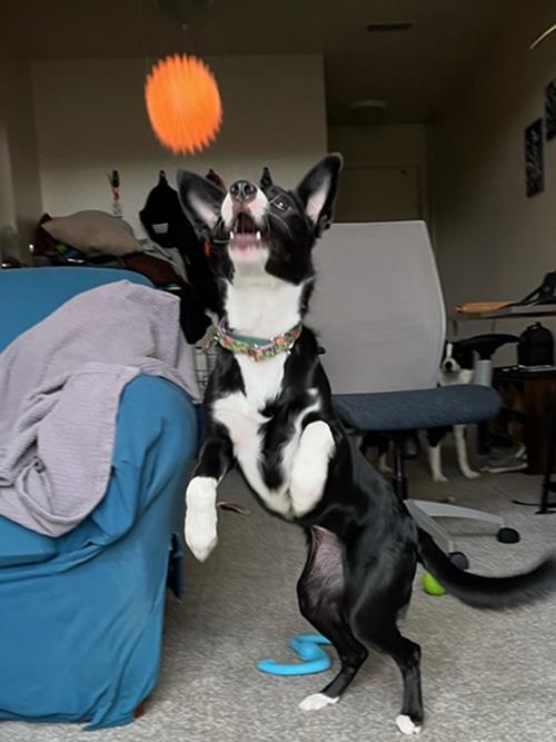 Enlarge Tallis, a Adopted mixed breed in Eagle, MI image 4/6