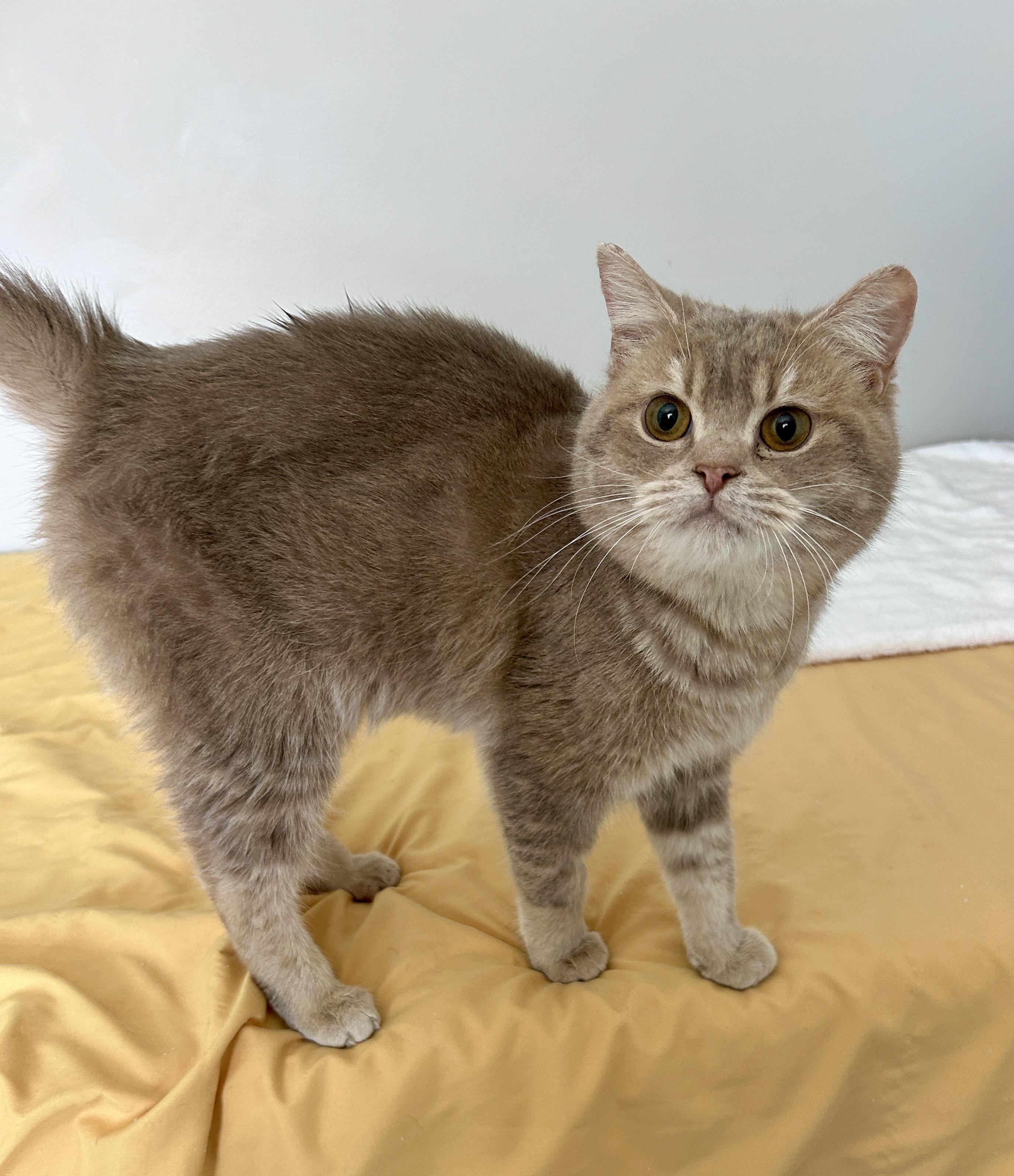 Enlarge Brownie (looking for foster home), an adopted British Shorthair in Lancaster, PA image 2/4
