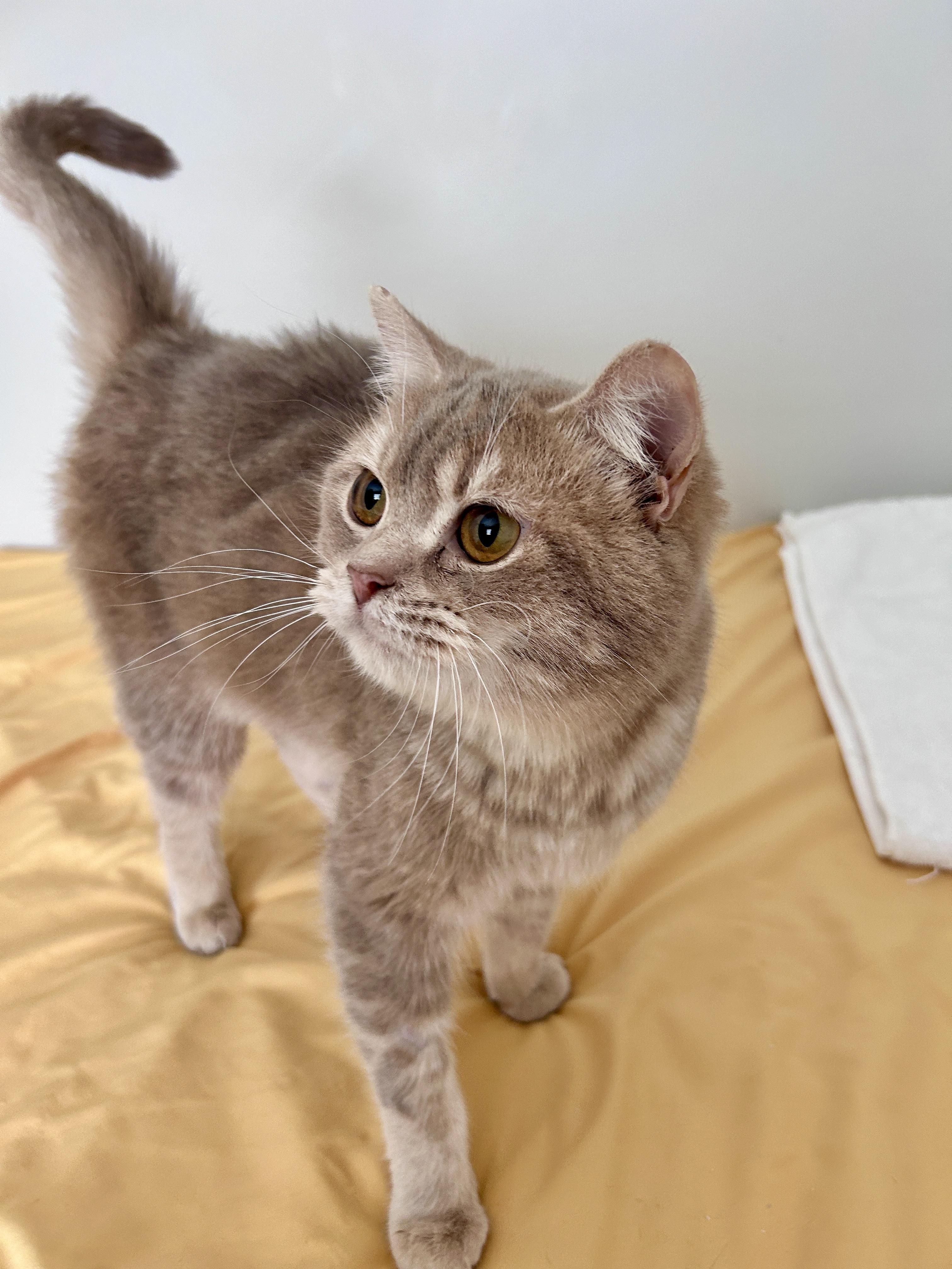 Enlarge Brownie (looking for foster home), an adopted British Shorthair in Lancaster, PA image 1/4