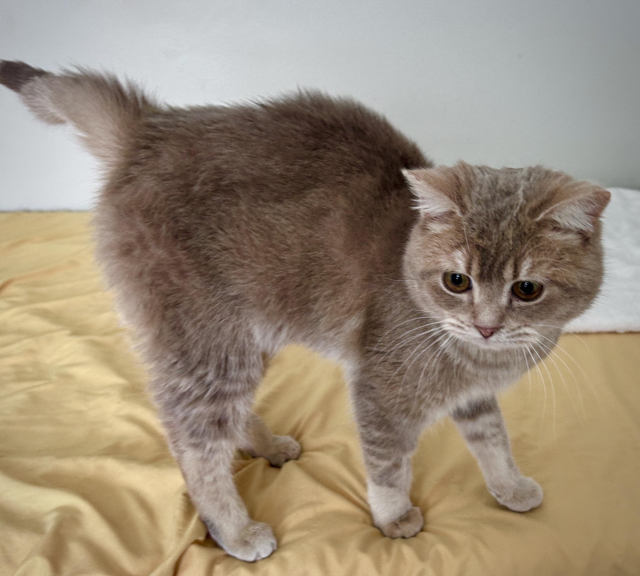 Enlarge Brownie (looking for foster home), an adopted British Shorthair in Lancaster, PA image 3/4